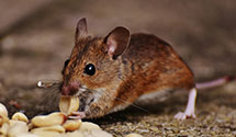 24 Hour & Emergency Exterminators in E Palo Alto, CA